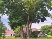 Parduodama Sodyba Gamtos Apsuptyje – - nuotraukos Nr. 16