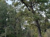 Parduodamas 18 ha natūralaus kraštovaizdžio - nuotraukos Nr. 5