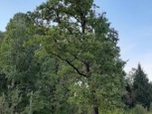 Parduodamas 18 ha natūralaus kraštovaizdžio - nuotraukos Nr. 12