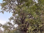 Parduodamas 18 ha natūralaus kraštovaizdžio - nuotraukos Nr. 14