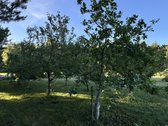 Parduodamas 12 arų sklypas Šiaulių r. Bubių - nuotraukos Nr. 8