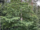 Parduodamas žemės sklypas Nemenčinės pl. 224b - nuotraukos Nr. 3