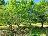 Parduodama sodyba Utenos r., Bikūnų k., - nuotraukos Nr. 23