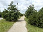 Vieno aukšto namas „Svajonių krantas“ kvartale - nuotraukos Nr. 40