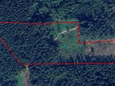 Miškas Pabradės sen., Gužių k. 5,45 ha