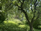 Parduodama jauki sodyba Rokiškio rajone, - nuotraukos Nr. 11