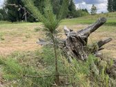Parduodamas išskirtinis 71 arų namų valdos - nuotraukos Nr. 23