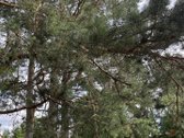 Parduodamas išskirtinis 71 arų namų valdos - nuotraukos Nr. 15
