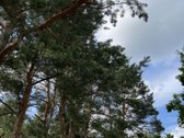 Parduodamas išskirtinis 71 arų namų valdos - nuotraukos Nr. 26