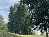 Parduodamas išskirtinis 71 arų namų valdos - nuotraukos Nr. 3
