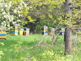 Parduodami 2 besiribojantys sklypai Molėtų r. - nuotraukos Nr. 7