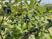 Parduodama Sodyba Su 2 Ha Žemės, Poilsio - nuotraukos Nr. 16