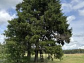 Parduodama Sodyba Su 2 Ha Žemės, Poilsio - nuotraukos Nr. 12