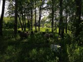 Išnuomojamas 91a sklypas šalia Maišiagalos - nuotraukos Nr. 5