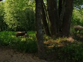 Išnuomojamas 91a sklypas šalia Maišiagalos - nuotraukos Nr. 7