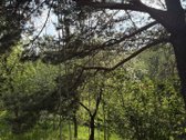Parduodamas unikalus sklypas besiribojantis - nuotraukos Nr. 13