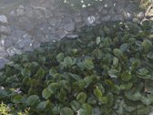 Parduodamas dviejų aukštų 137 m² gyvenamasis - nuotraukos Nr. 12