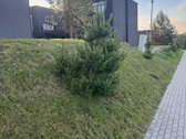 Antakalnio žalumos apsuptyje kuriami II etapo - nuotraukos Nr. 4