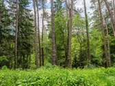 Sklypas Miške Prie Ežero – Unikali Vieta, - nuotraukos Nr. 6