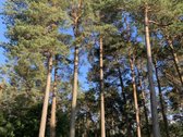 2 kambarių butas žaliame Vilniaus rajone su - nuotraukos Nr. 32