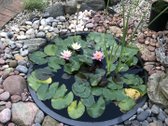 Parduodamas išskirtinės kokybės, pilnai - nuotraukos Nr. 45