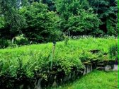Parduodamas sodo namas su sklypu Alyvų g., - nuotraukos Nr. 7