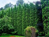 Parduodamas sodo namas su sklypu Alyvų g., - nuotraukos Nr. 5