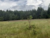 Parduodamas 3 ha žemės ūkio paskirties - nuotraukos Nr. 3