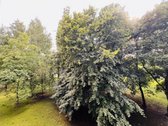 Parduodamas jaukus, kapitaliai renovuotas ir - nuotraukos Nr. 28