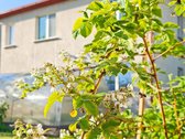 Išskirtinis namas Raseinių miesto centre – - nuotraukos Nr. 8