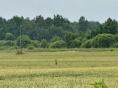 Neįkainojama ramybė, kurios mieste neįsigysi, - nuotraukos Nr. 9