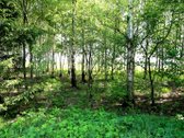 Parduodamas išskirtinis 88,3 arų sklypas prie - nuotraukos Nr. 9
