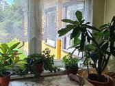 Parduodamas jaukus 1 kambario butas pirmame - nuotraukos Nr. 10