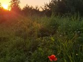Namų valdos sklypas laukia šeimininko. - nuotraukos Nr. 5