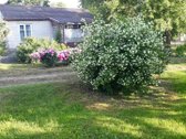 Parduodama neapleista 40 arų sodyba su daug - nuotraukos Nr. 2