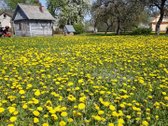 Parduodama neapleista 40 arų sodyba su daug - nuotraukos Nr. 14