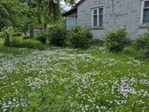 Parduodama neapleista 40 arų sodyba su daug - nuotraukos Nr. 3