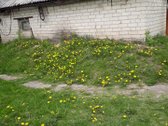 Parduodama neapleista 40 arų sodyba su daug - nuotraukos Nr. 12