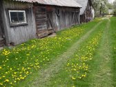 Parduodama neapleista 40 arų sodyba su daug - nuotraukos Nr. 19