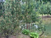 Išskirtinis vasarnamis su daugiau nei 1 ha - nuotraukos Nr. 27