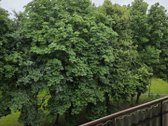 Išnuomojamas pilnai įrengtas 2k. butas su - nuotraukos Nr. 5