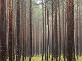 Pilnai irengtas butas su baldais ir nauja - nuotraukos Nr. 38