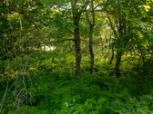 Parduodama sena sodyba su 2,5 ha žemės sklypu - nuotraukos Nr. 19