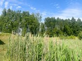 Erdvus Sklypas Su Dideliu Tvenkiniu, Pirtimi - nuotraukos Nr. 24