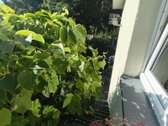 Parduodamas jaukus ir ekonomiškas gyvenamasis - nuotraukos Nr. 30