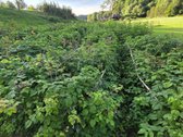 Išskirtinė Sodyba Buvusioje Sutkų Dvaro - nuotraukos Nr. 23