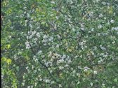 Parduodamas 1,60 ha sklypas su sodybviete ant - nuotraukos Nr. 43