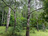 Parduodamas Jaukus 1.5 Kambario Butas Kaune, - nuotraukos Nr. 16