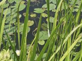 Parduodamas 6,66 a sodo sklypas SB „Vyturėlis - nuotraukos Nr. 14