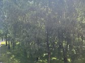 Parduodamas jaukus, šviesus, šiltas ir - nuotraukos Nr. 10